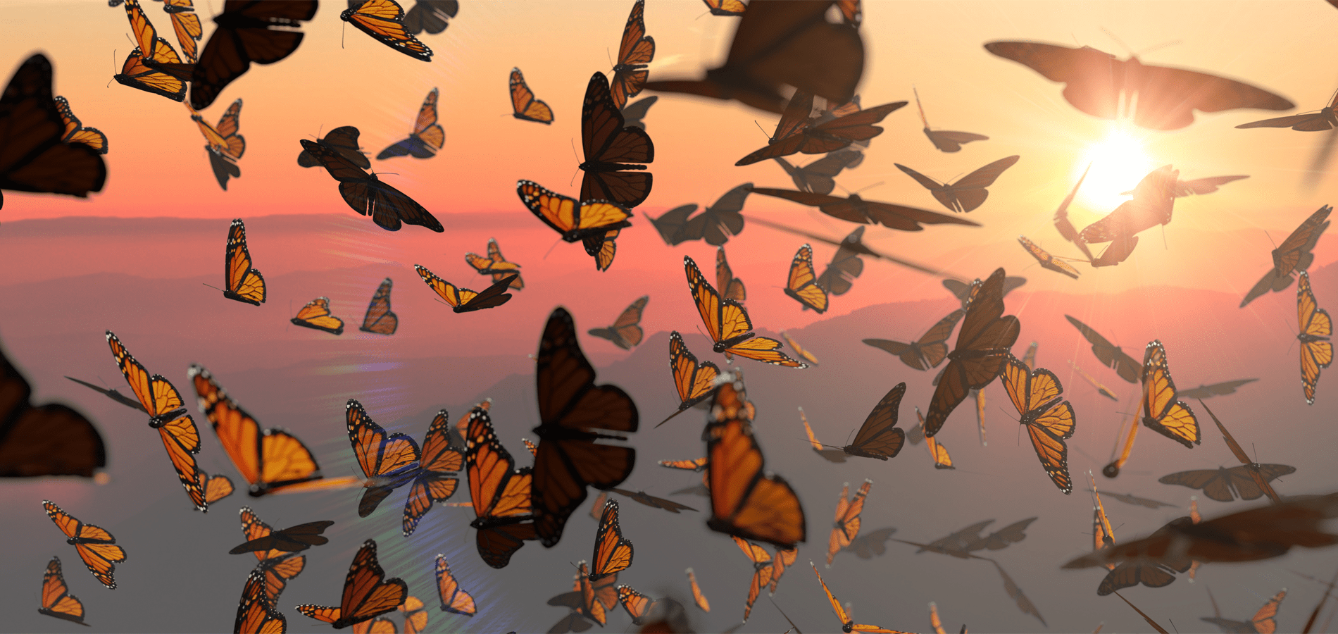 monarch butterflies in flight