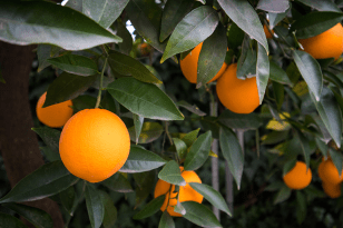 oranges on a tree