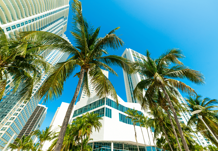 palm trees in front of urban buildings